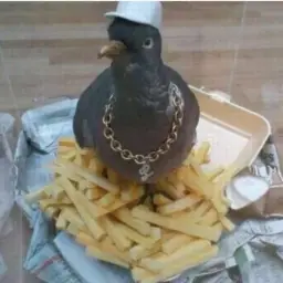 Rapper pigeon