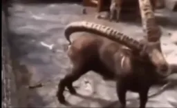 بز در حال خاراندن باسن خود