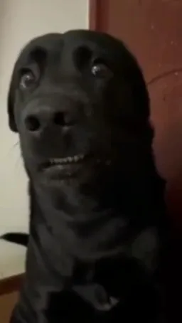 تعجب سگ سیاه