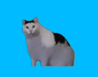 Huh cat with different sounds