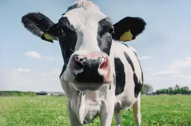 cow