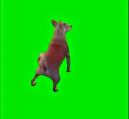 Dog Shaking green screen