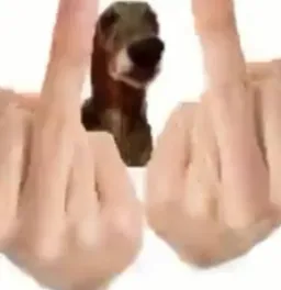 سگ درحال نشان دادن انگشت وسط