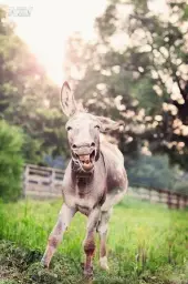 donkey laugh