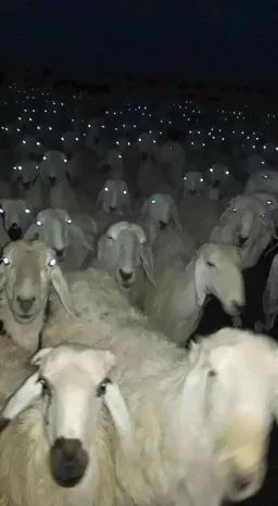 گوسفندان با چشمان ترسناک