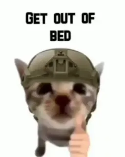 Cat soldier