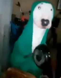 ضربه زدن سگ با ملاقه به قابلمه