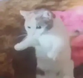 What did you say brother? (Cat version)