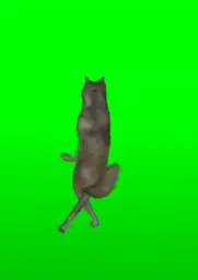 Wolf dancing green screen