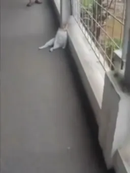 گربه خوابیده