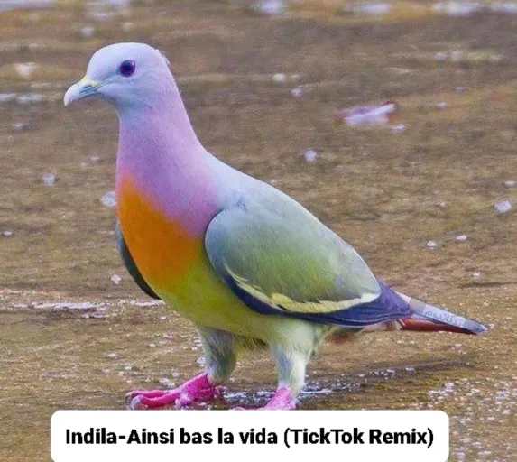 Indila - Ainsi bas la vida ( TikTok Remix )