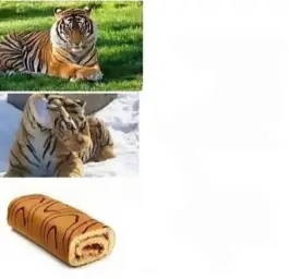 Tiger comparison