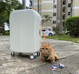 Cat with luggage