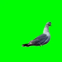 خنده پرنده - پرده سبز