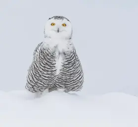 owl in the snow