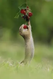 animal eating Raspberry