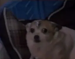The dog is loaded