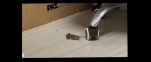 poor mouse