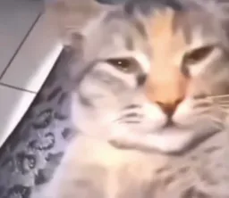 تعجب و ترس گربه بعد بیدار شدن