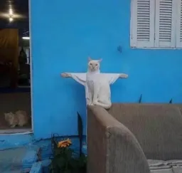 jesus christ cat version