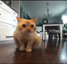 The cat with a surprise look