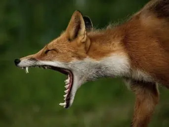 Screaming of a fox