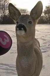 Deer Interview