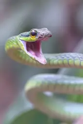 shocked snek