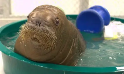 shocked baby walrus