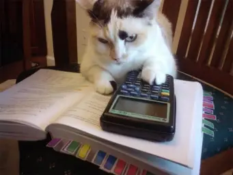 Math cat