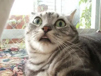 shocked cat