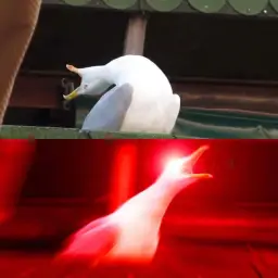 Inhaling Seagull