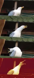 Laughing seagull