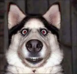 shocked dog