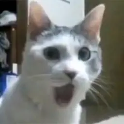 Shocked Cat