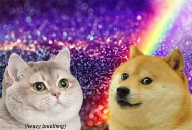 heavy breath cat doge