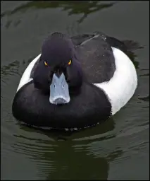 Angry duck