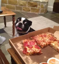 Hungry Pizza Dog