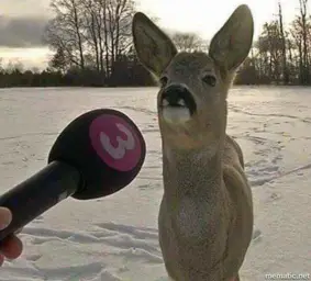 Deer interviewed