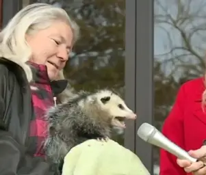 Interview possum