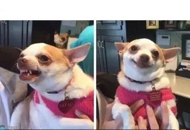 Angry Happy Chihuahua