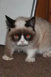 Grumpy Cat red eyes