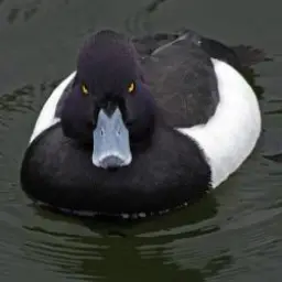 Angry Advice Mallard