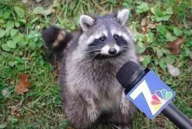 Raccoon Interview