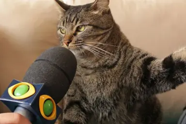 angry cat interviewed