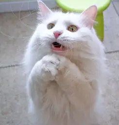 Begging Cat