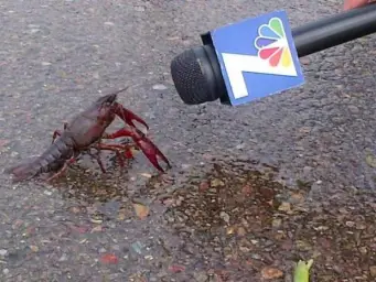 Crawfish Interview