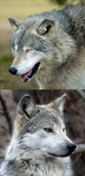 haha-no-wolf