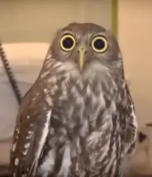 owl-big-eyes