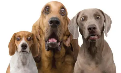 Dogs Surprised